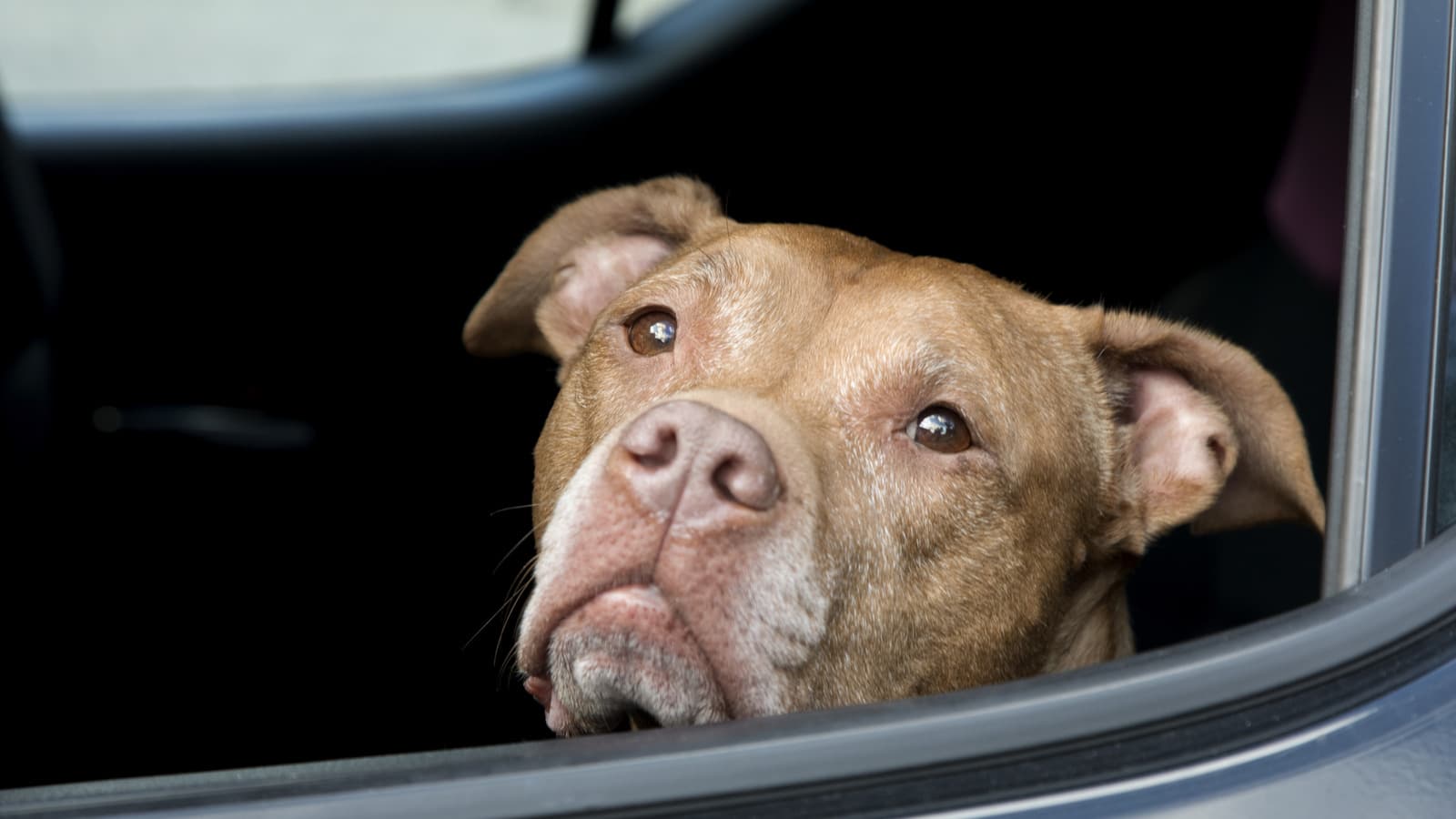 Köpeğinizi Sıcak Arabada Bırakmanın Yasak Olduğu Eyaletler